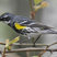 Yellow-rumped Warbler